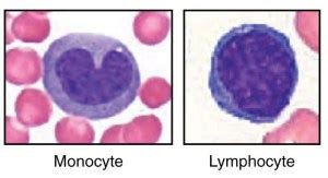 Difference Between Granulocytes and Agranulocytes | Definition ...