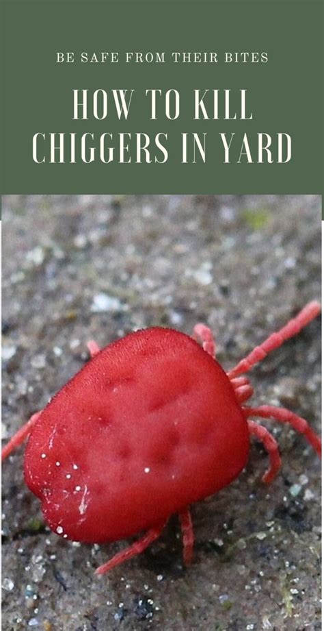 How To Get Rid Of Chiggers