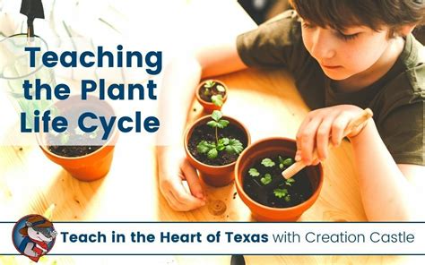 Simple And Fun Ideas For Teaching The Plant Life Cycle Teach In The