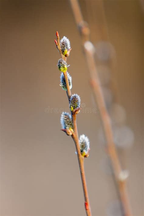 Blossoming Buds Of Pussy Willow On Branches In The Spring Forest At Sunset In April Salix