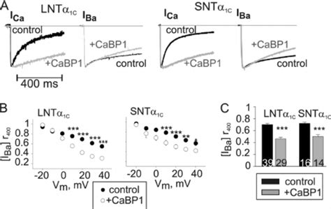 CaBP1 Regulates Both CDI And VDI A Representative Normalized