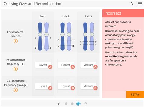 Learnsci Labsim Crossing Over And Recombination