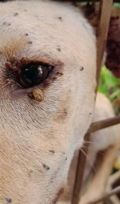 Polícia Ambiental resgata cachorra vítima de maus tratos infestada de