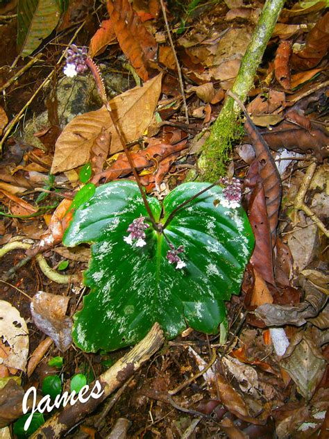 monophyllaea sp | OLYMPUS DIGITAL CAMERA | james sim | Flickr