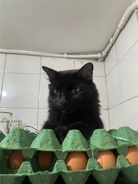 The Egg Keeper Cat Lol Ryesmycat