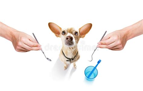 Dental toothbrush dog stock photo. Image of dentist - 150643038