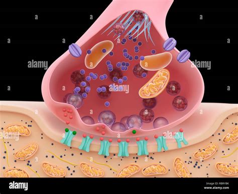 Illustration of a synapse cross-section Stock Photo - Alamy