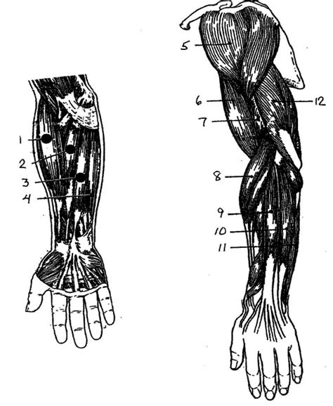 Muscles Of The Upper Extremities Diagram Quizlet