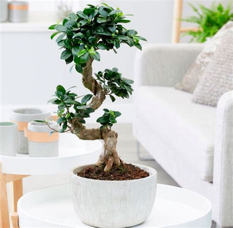 Ficus Microcarpa Ginseng Richtig Pflegen Und Gie En