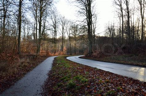 Two Parallel Paths Through The Forest Stock Foto Colourbox