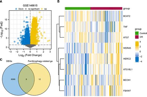 Frontiers Comprehensive Analysis Of Ferritinophagy Related Genes And