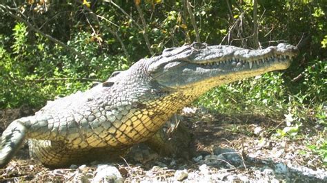 Rare Crocodile Walking On The Highway Killed By A Passing Truck Miami