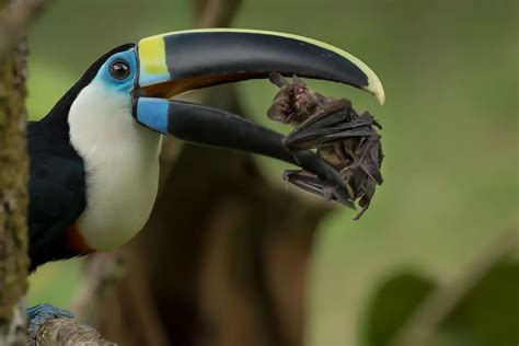 Toucan Eating A Bat Smithsonian Photo Contest Smithsonian Magazine