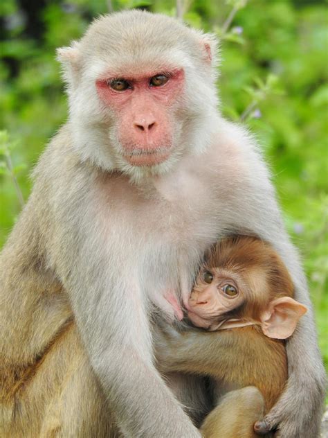 Photo of a Monkey Breastfeeding · Free Stock Photo