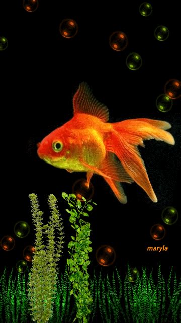 Gold Fish Animated Wallpaper