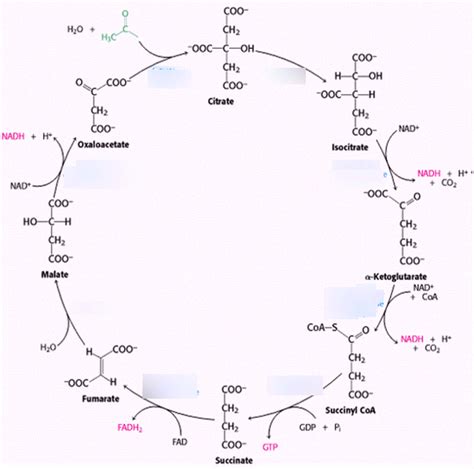 Citric Acid Cycle Enzymes Diagram | Quizlet