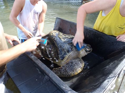 Scrub Days – The Turtle Hospital. Rescue, Rehab, Release.