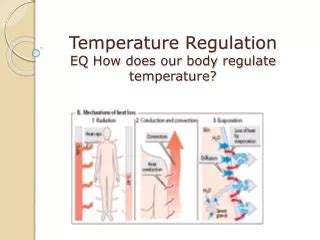 PPT Regulation Of Body Temperature PowerPoint Presentation Free