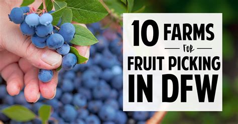 10 Farms For Fruit Picking Near Dallas Fort Worth Dfw Craft Shows