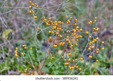 Silver Leaf Nightshade Royalty Free Images Stock Photos Pictures