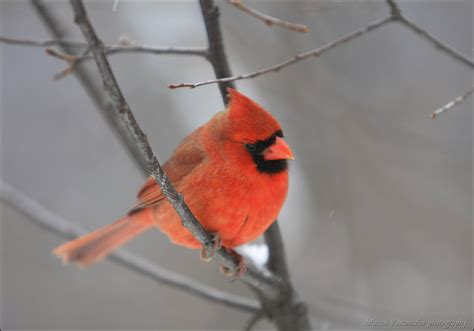 Red Cardinal Canon 40d Canon 70 200mm F28l Marcos Vasconcelos