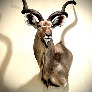 Kudu Shoulder Mount Taxidermy | AfricaHunting.com