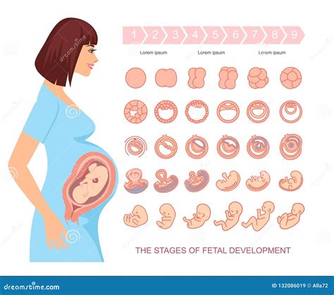 Fases Do Desenvolvimento Fetal Isolado No Fundo Branco Gravidez