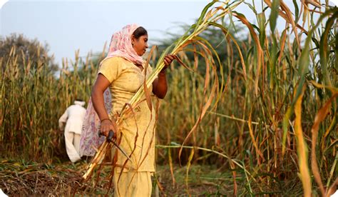 Bajra Cultivation in India: Growing Pearl Millet or Bajra Crop on Your ...