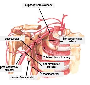 Hga Neurovasculature Of Upper Limb Flashcards Quizlet