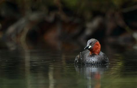 Wallpaper Birds Animals Nature Reflection Wildlife Duck Beak