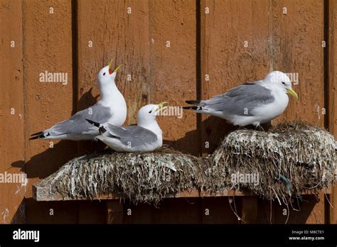 Drieteenmeeuw broedend op gebouw; Black-legged Kittiwake breeding on building Stock Photo - Alamy