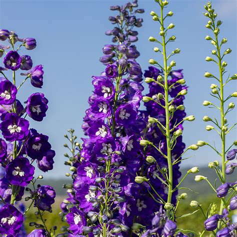 Delphinium Hybrida Pacific Rittersporn King Arthur Samen