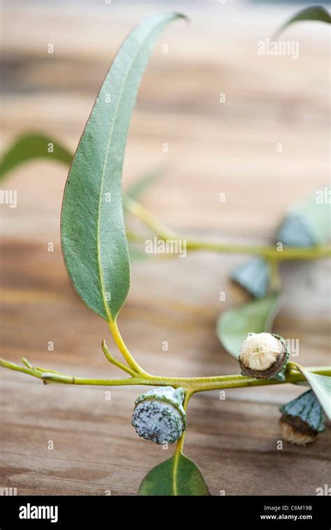 Eucalyptus Flower Hi Res Stock Photography And Images Alamy