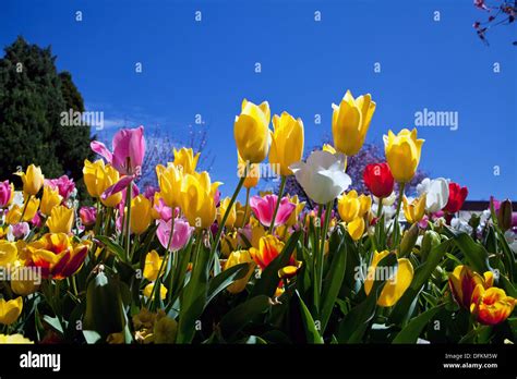 Tulip Festival, Bowral, NSW, Australia Stock Photo - Alamy