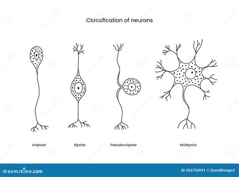 Classification Of Neurons A Set Of Line Icons In A Vector Illustrating