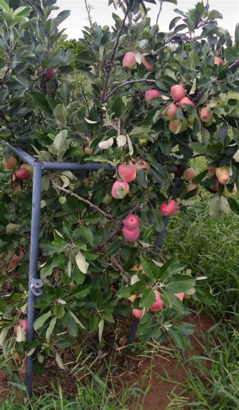 Wambugu Apple Cultivation Strategies For Sustainable Farming Practices