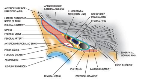 Figure Diagram Of The Femoral Sheath And Its Contents Contributed By