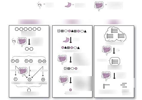 Chemical Digestion Diagram Diagram Quizlet