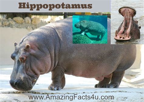 Hippopotamus Amazing Facts 4 u