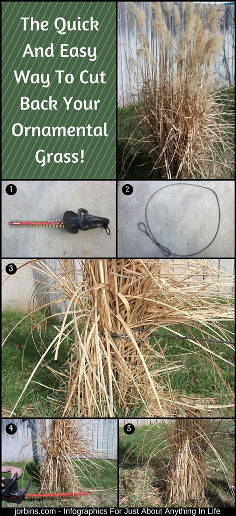 The Quick And Easy Way To Cut Back Your Ornamental Grass Ornamental