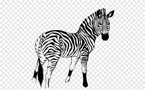 Quagga Horse Mountain zebra, zebra, horse, white png | PNGEgg