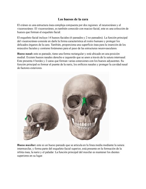 Los huesos de la cara El viscerocráneo es también conocido con