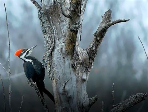 Pileated Woodpecker Tongue