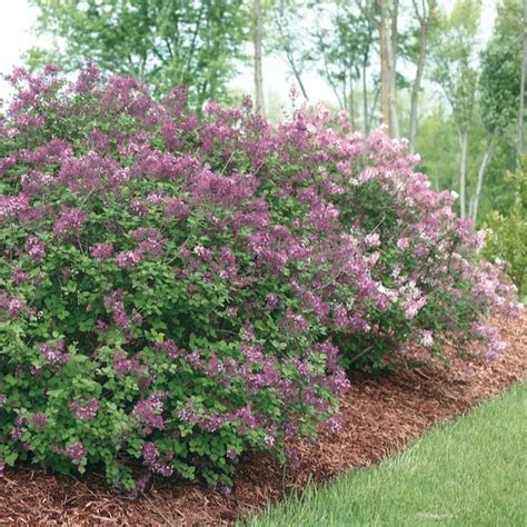 Reblooming Lilac Tree / Or, you can pair this reblooming lilac with ...