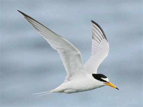 Little Tern Ebird