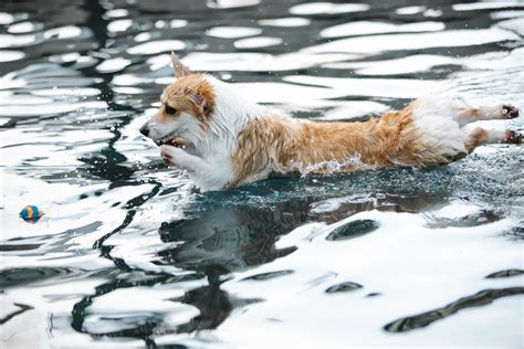 Purebred Welsh Corgi: Breeding, Care, and Health Guide