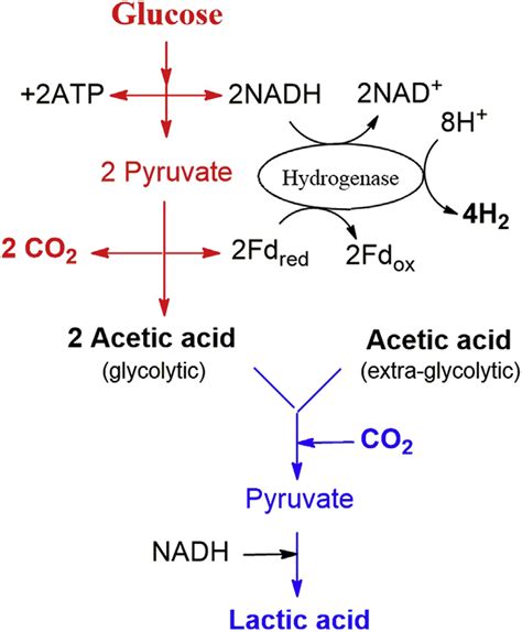 Lactic Acid Fermentation