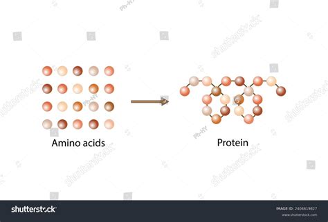 Protein Formation Biochemical Structure Amino Acids Stock Vector ... 