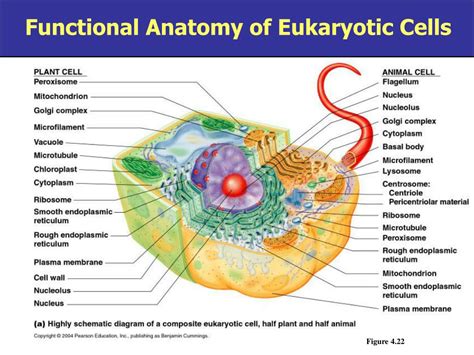 Ppt Chapter Functional Anatomy Of Prokaryotic And Eukaryotic Cells