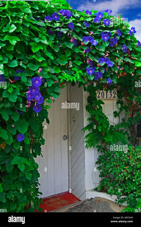 Morning Glory Growing On Front Of House California Stock Photo Alamy